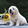 Image of Sparky, a Golden Retriever puppy