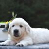 Image of Sparky, a Golden Retriever puppy