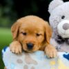 Image of Tessa, a Golden Retriever puppy