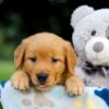 Image of Tessa, a Golden Retriever puppy