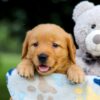 Image of Tessa, a Golden Retriever puppy
