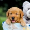 Image of Tessa, a Golden Retriever puppy