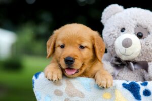 Image of Tessa, a Golden Retriever puppy