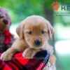 Image of Wendy, a Golden Retriever puppy