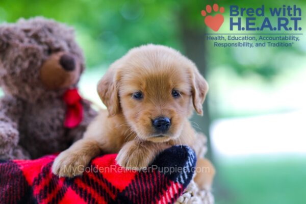 Image of Wendy, a Golden Retriever puppy