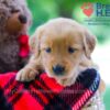 Image of Wendy, a Golden Retriever puppy