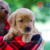 Image of Wendy, a Golden Retriever puppy