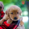 Image of Wendy, a Golden Retriever puppy