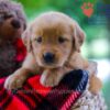 Image of Wendy, a Golden Retriever puppy