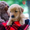 Image of Wendy, a Golden Retriever puppy