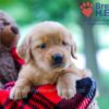 Image of Wendy, a Golden Retriever puppy