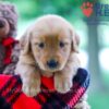 Image of Wendy, a Golden Retriever puppy