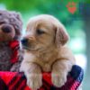 Image of Wendy, a Golden Retriever puppy