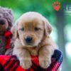 Image of Wendy, a Golden Retriever puppy