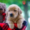 Image of Wendy, a Golden Retriever puppy