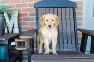 Image of Reba, a Golden Retriever puppy