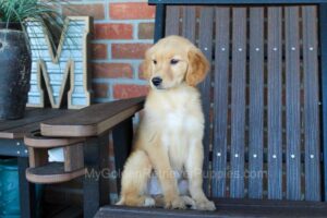Image of Reba, a Golden Retriever puppy