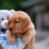 Image of Alex, a Golden Retriever puppy
