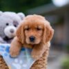 Image of Alex, a Golden Retriever puppy