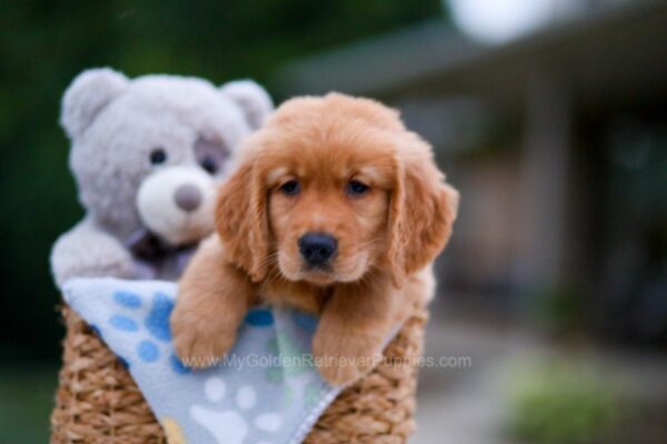 Image of Alex, a Golden Retriever puppy