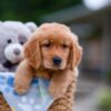Image of Alex, a Golden Retriever puppy