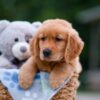 Image of Alex, a Golden Retriever puppy