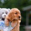 Image of Alex, a Golden Retriever puppy