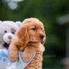 Image of Alex, a Golden Retriever puppy