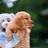 Image of Alex, a Golden Retriever puppy