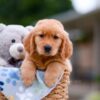 Image of Alex, a Golden Retriever puppy