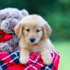 Image of Alice, a Golden Retriever puppy