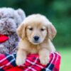 Image of Alice, a Golden Retriever puppy