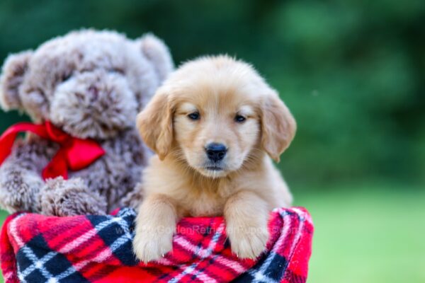 Image of Alice, a Golden Retriever puppy