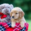 Image of Alice, a Golden Retriever puppy