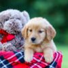 Image of Alice, a Golden Retriever puppy