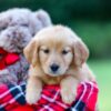 Image of Alice, a Golden Retriever puppy