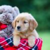Image of Alice, a Golden Retriever puppy