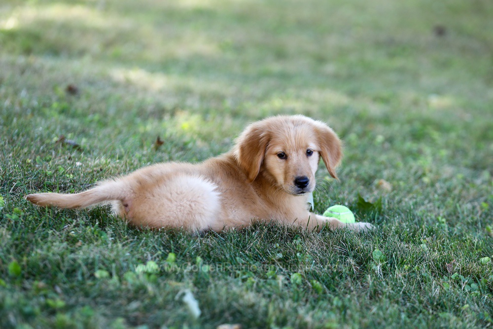 Alice Image of Alice, a Golden Retriever puppy
