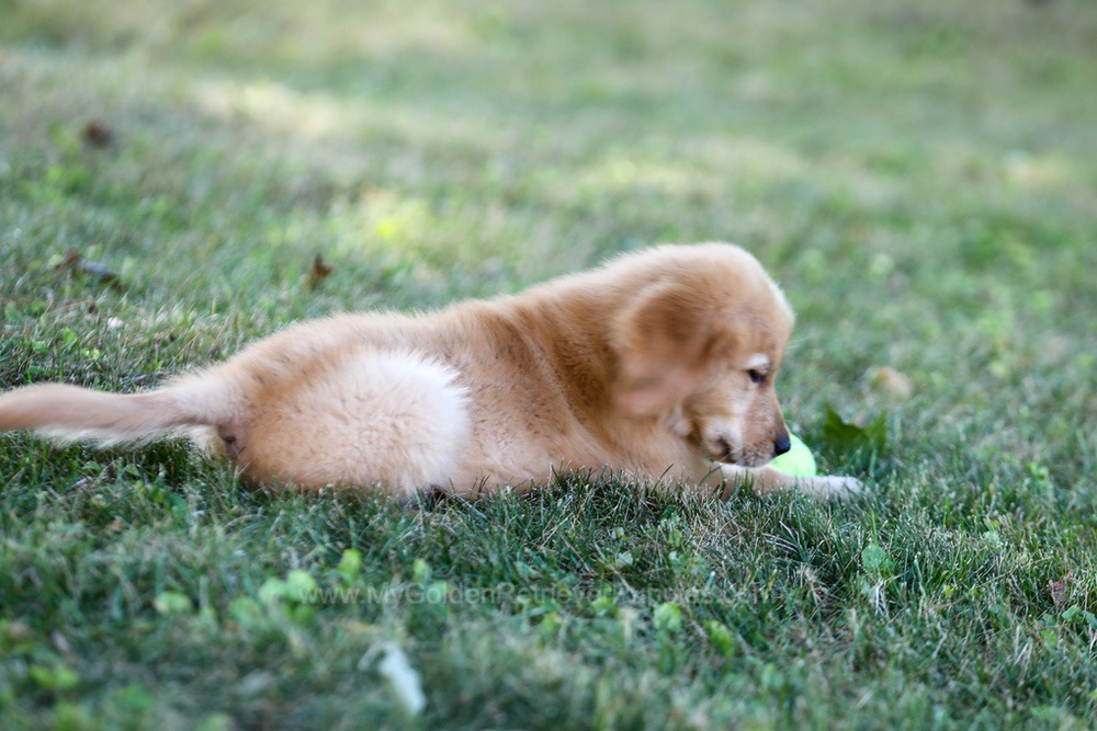 Alice Image of Alice, a Golden Retriever puppy