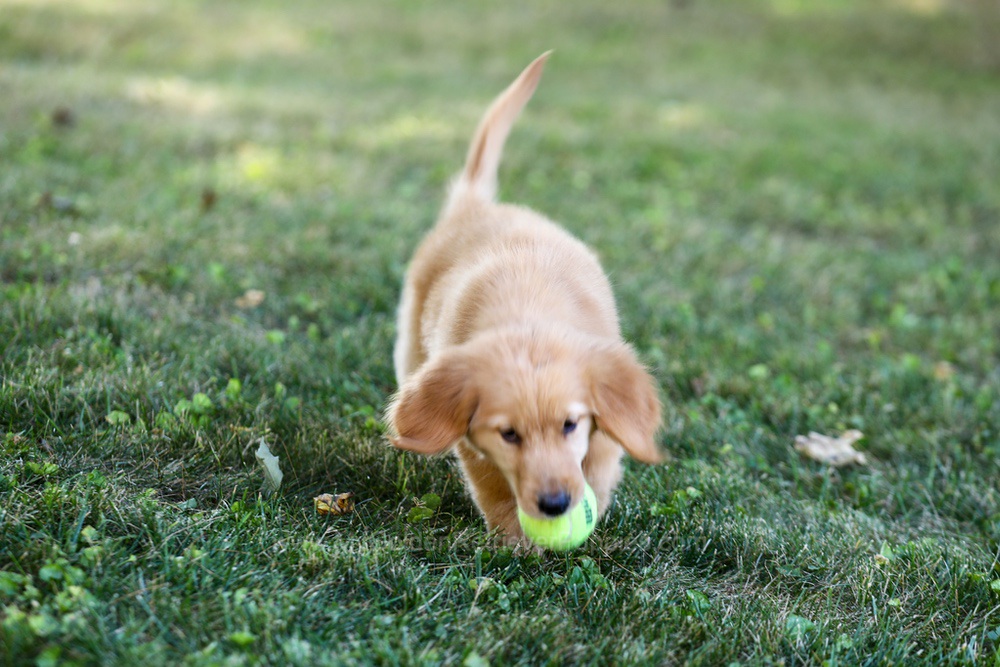 Alice Image of Alice, a Golden Retriever puppy