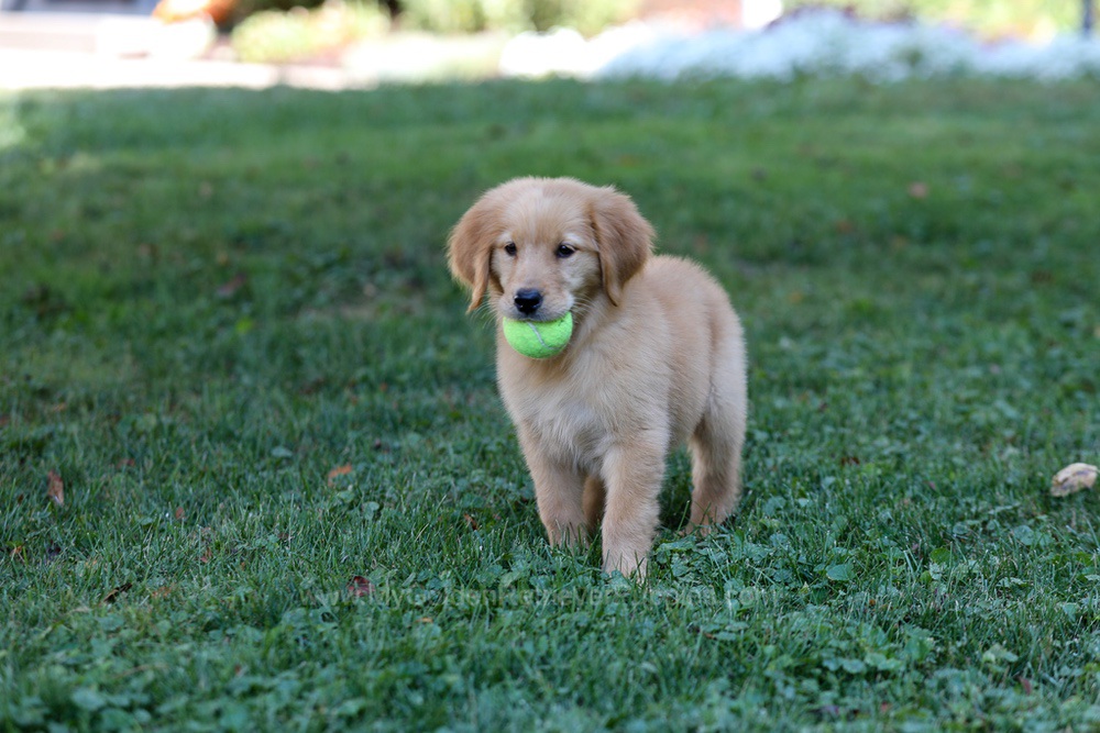 Alice Image of Alice, a Golden Retriever puppy