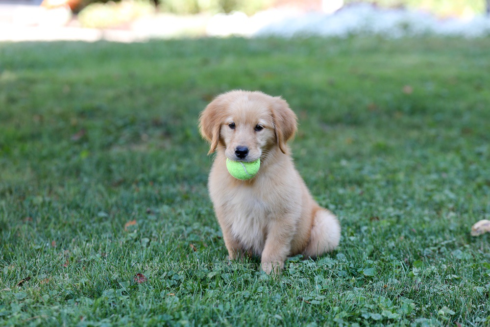 Alice Image of Alice, a Golden Retriever puppy
