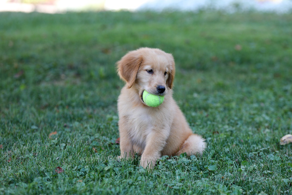Alice Image of Alice, a Golden Retriever puppy