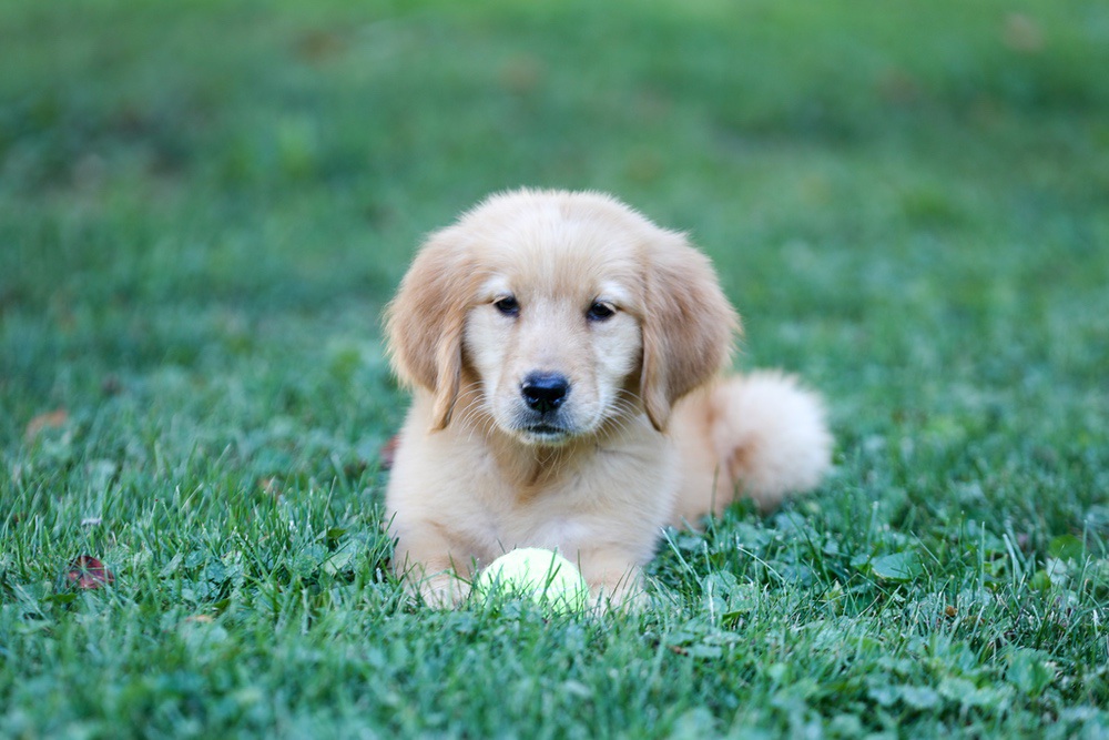Alice Image of Alice, a Golden Retriever puppy