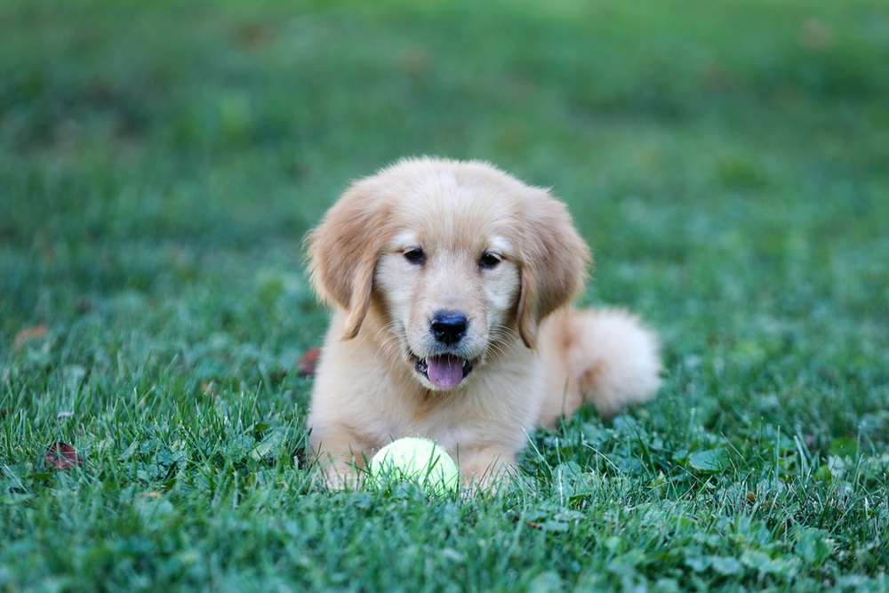 Alice Image of Alice, a Golden Retriever puppy
