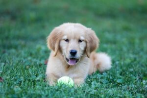 Image of Alice, a Golden Retriever puppy