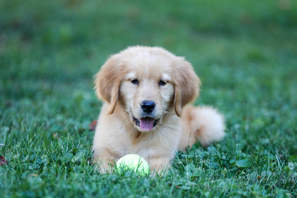 Alice Image of Alice, a Golden Retriever puppy