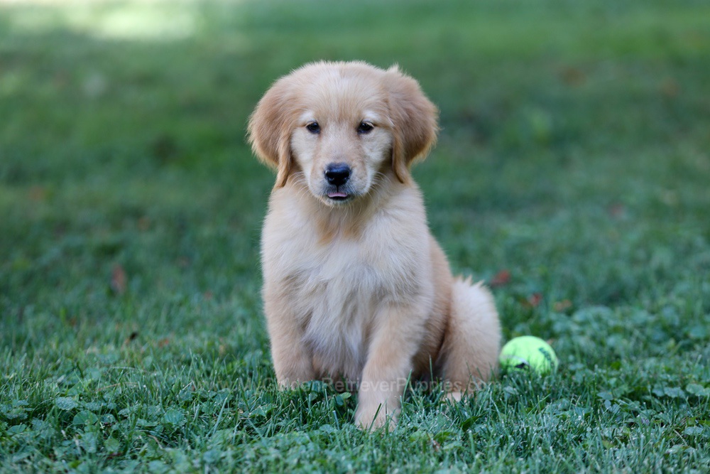 Alice Image of Alice, a Golden Retriever puppy