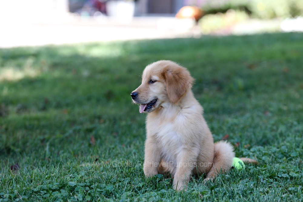 Alice Image of Alice, a Golden Retriever puppy