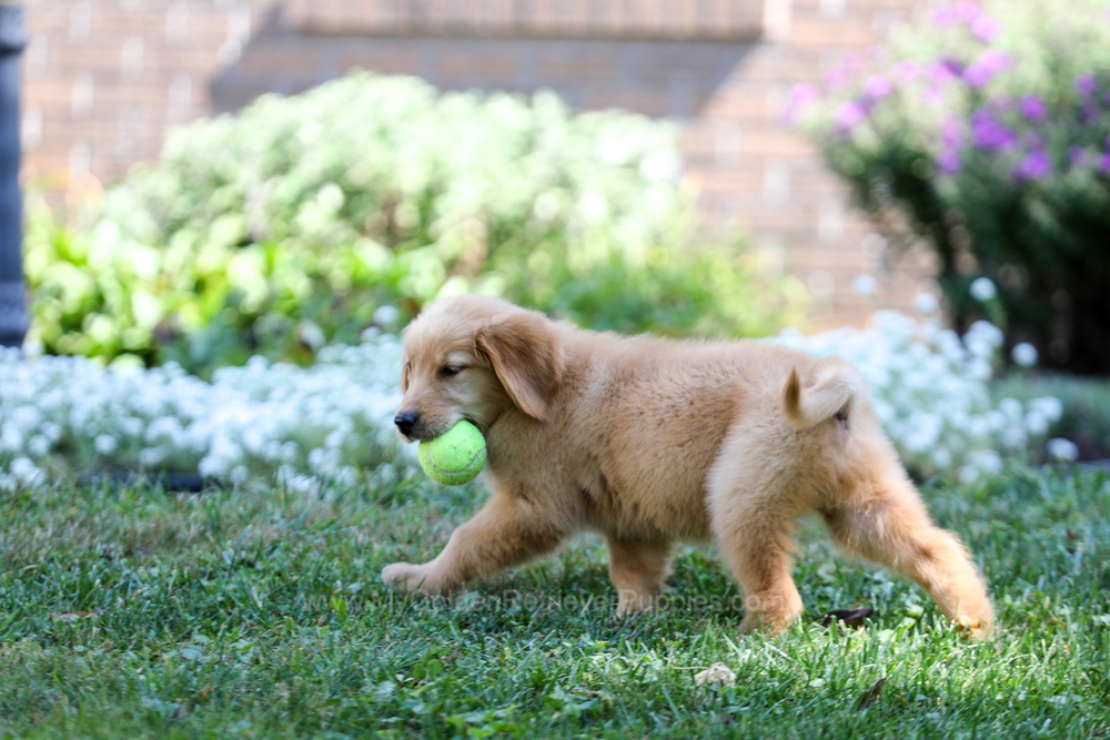 Alice Image of Alice, a Golden Retriever puppy
